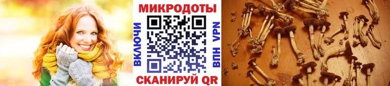 Галлюциногенные грибы прущие грибы  Купить  Короча 